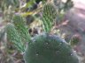Opuntia tomentosa-6.jpg